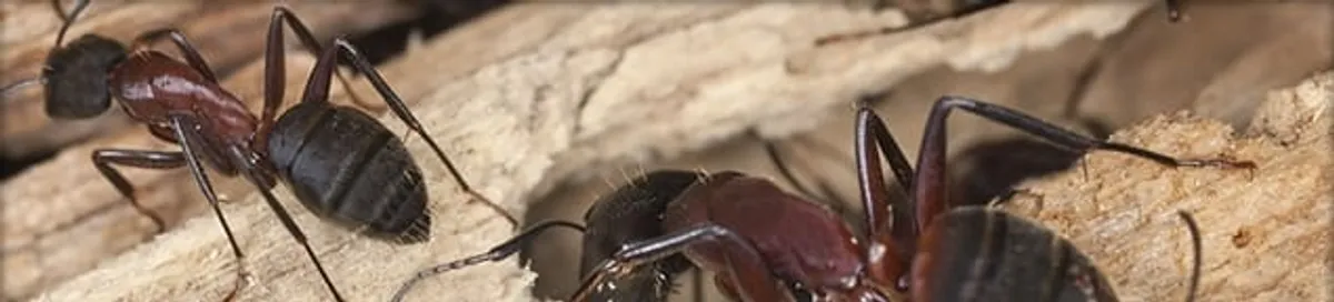 Close-up of ants on wood showing an active ant infestation in Gilbert, AZ