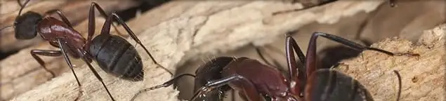 Close-up of ants on wood showing an active ant infestation in Gilbert, AZ