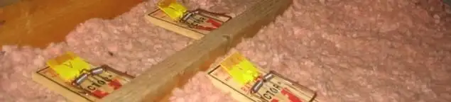 Mouse traps placed in an attic for rodent control in Gilbert, AZ