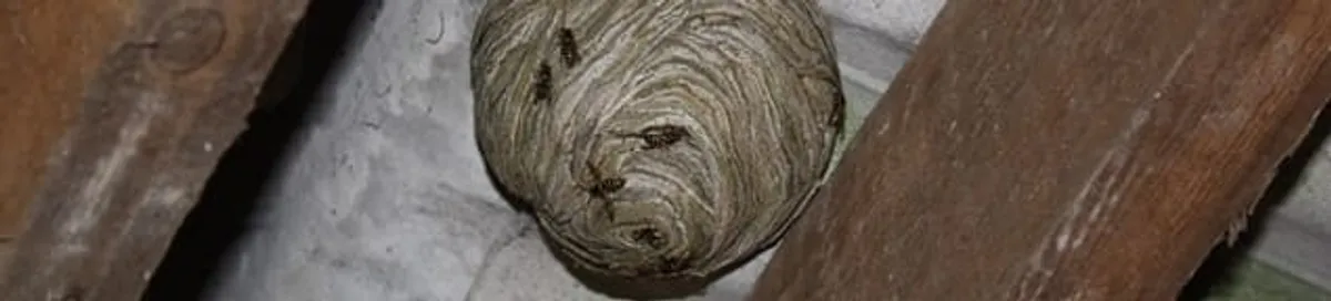 Wasp nest in an attic space, a common home infestation risk in Gilbert, AZ