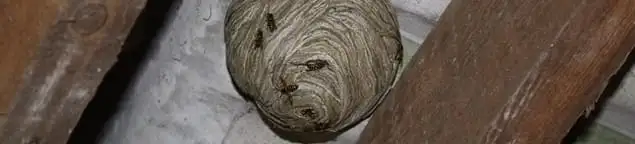 Wasp nest in an attic space, a common home infestation risk in Gilbert, AZ