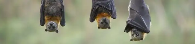 Bats roosting together, a common sign of a bat infestation in Gilbert, AZ