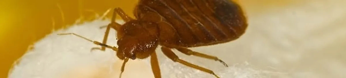 Close-up of a bed bug, a sign of an active infestation in Gilbert, AZ