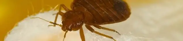 Close-up of a bed bug, a sign of an active infestation in Gilbert, AZ