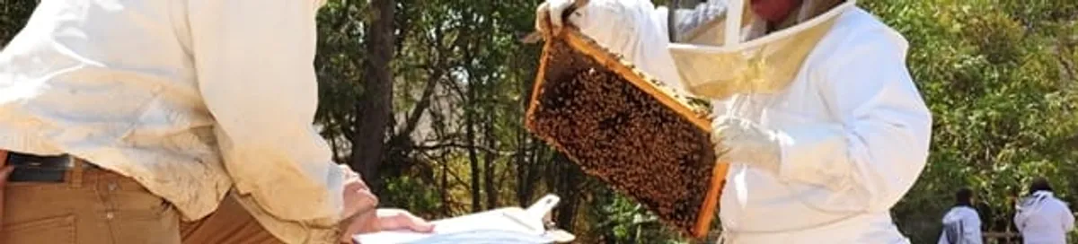 Bee removal specialists relocating a hive and honeycomb safely in Gilbert, AZ
