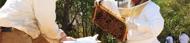 Bee removal specialists relocating a hive and honeycomb safely in Gilbert, AZ