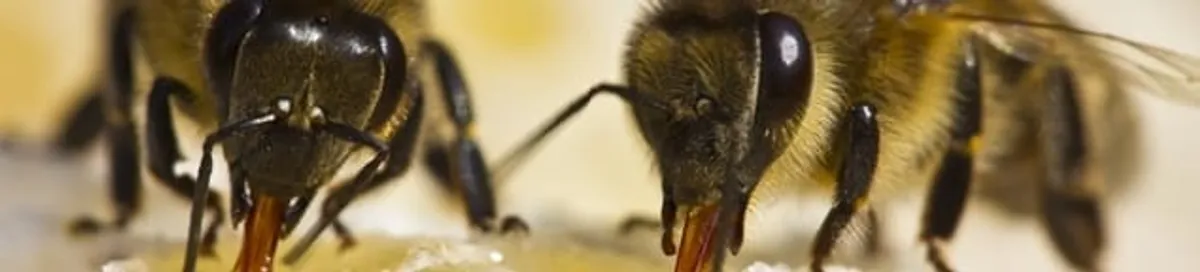 Close-up of honey bees, a sign of a nearby hive in Gilbert, AZ