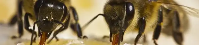 Close-up of honey bees, a sign of a nearby hive in Gilbert, AZ
