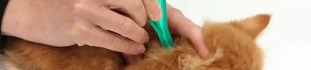 Flea treatment for pets using a flea comb, a sign of flea problems in Gilbert, AZ