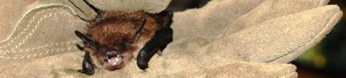 Bat removal specialist holding a bat safely during humane exclusion in Gilbert, AZ