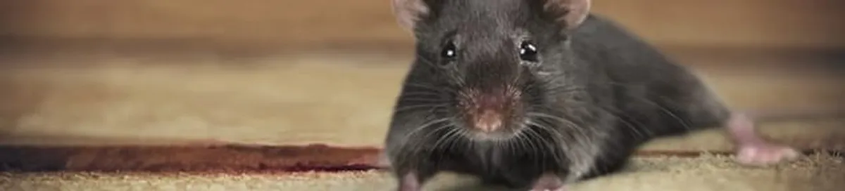 Mouse indoors, a common sign of a rodent infestation in Gilbert, AZ