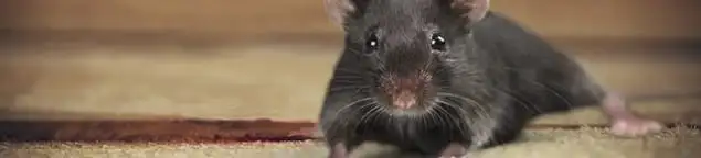 Mouse indoors, a common sign of a rodent infestation in Gilbert, AZ