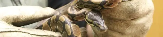 Snake removal specialist safely handling a snake with protective gloves in Gilbert, AZ