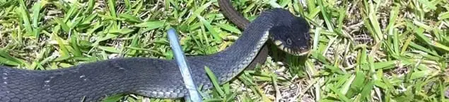 Snake in a yard, a common sign of a snake problem near a home in Gilbert, AZ