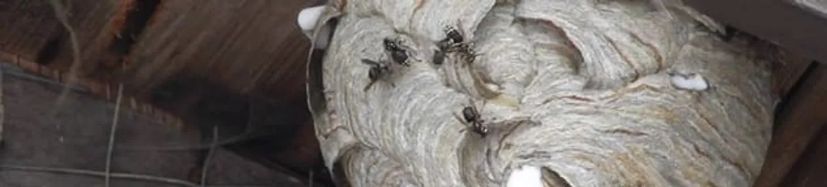 Close-up of a wasp nest with active wasps, a sign of an infestation in Gilbert, AZ