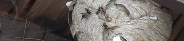 Close-up of a wasp nest with active wasps, a sign of an infestation in Gilbert, AZ